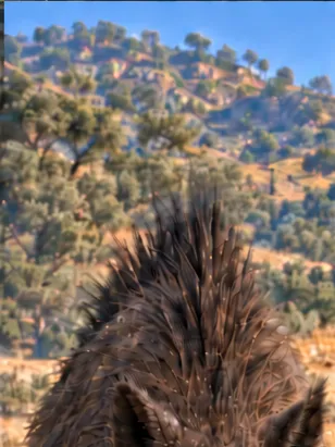 Calydonian Boar