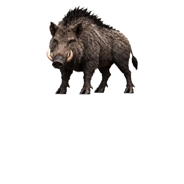 Erymanthian Boar, three-quarter view